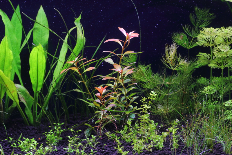 植栽から9日目